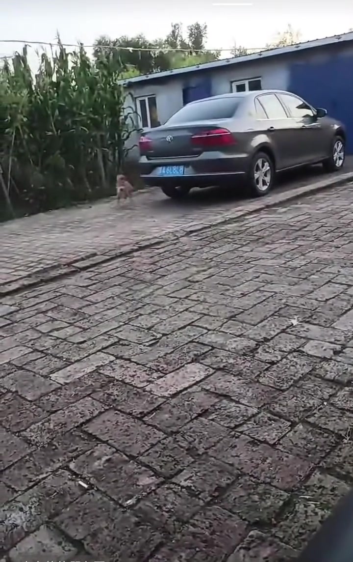 你见过滑翔机咩