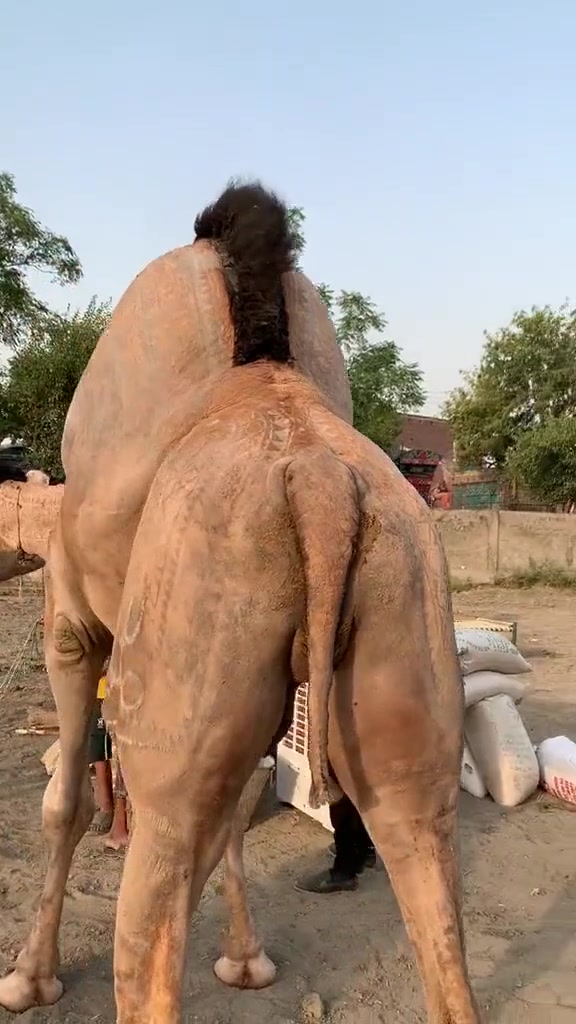 说是大马吧，不像！说是骆驼吧更不像！这到底是啥动物