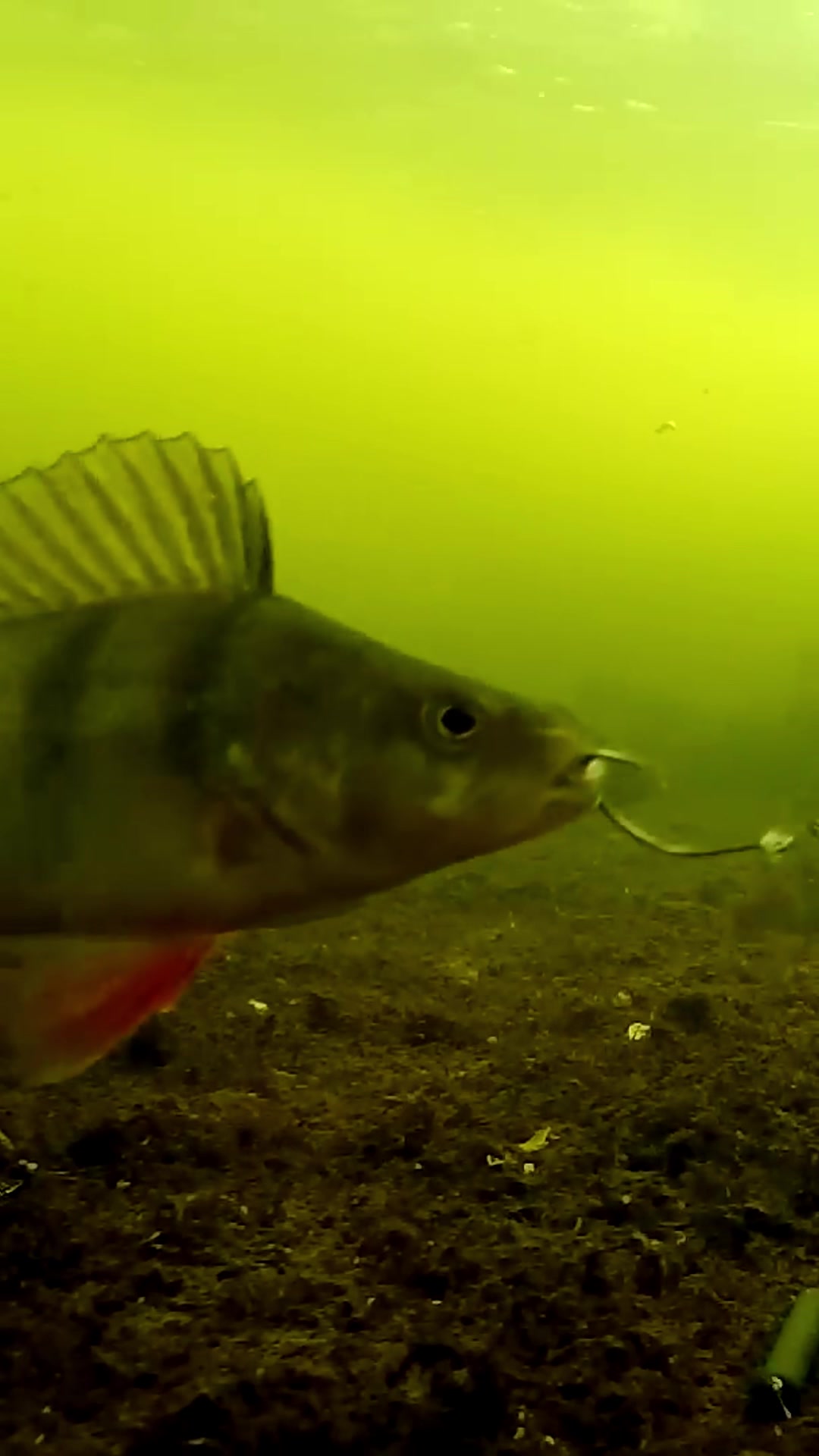 这钓鱼佬也不太行啊