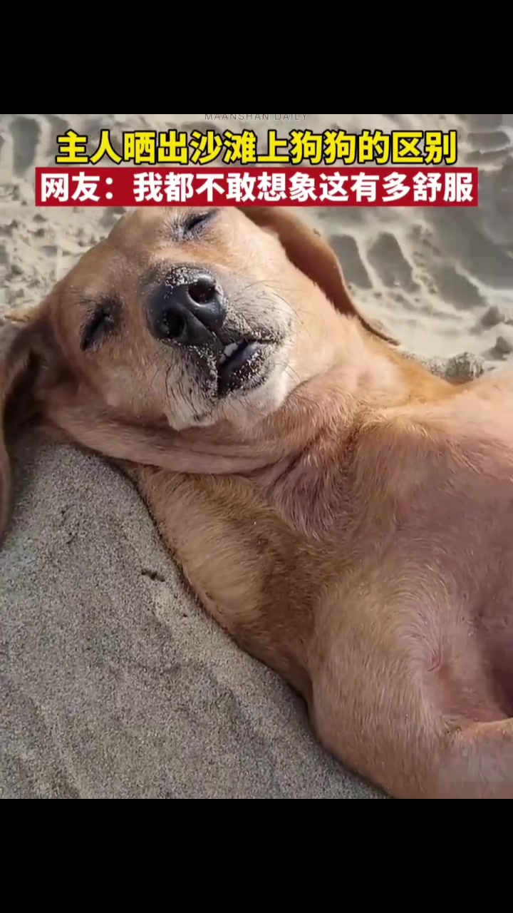 主人晒出沙滩上狗狗的区别