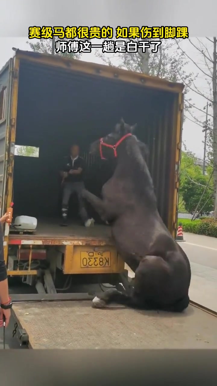 这马要是伤到了估计得一辈子帮人白打工了
