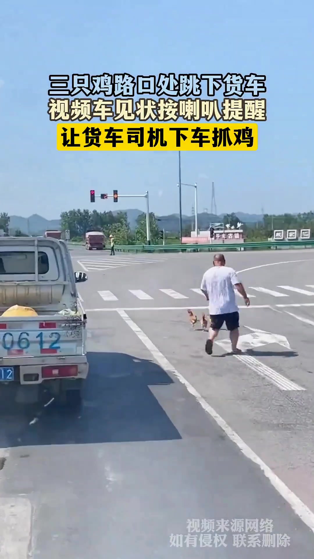 三只鸡路口跳下货车，后车司机连忙按喇叭提醒