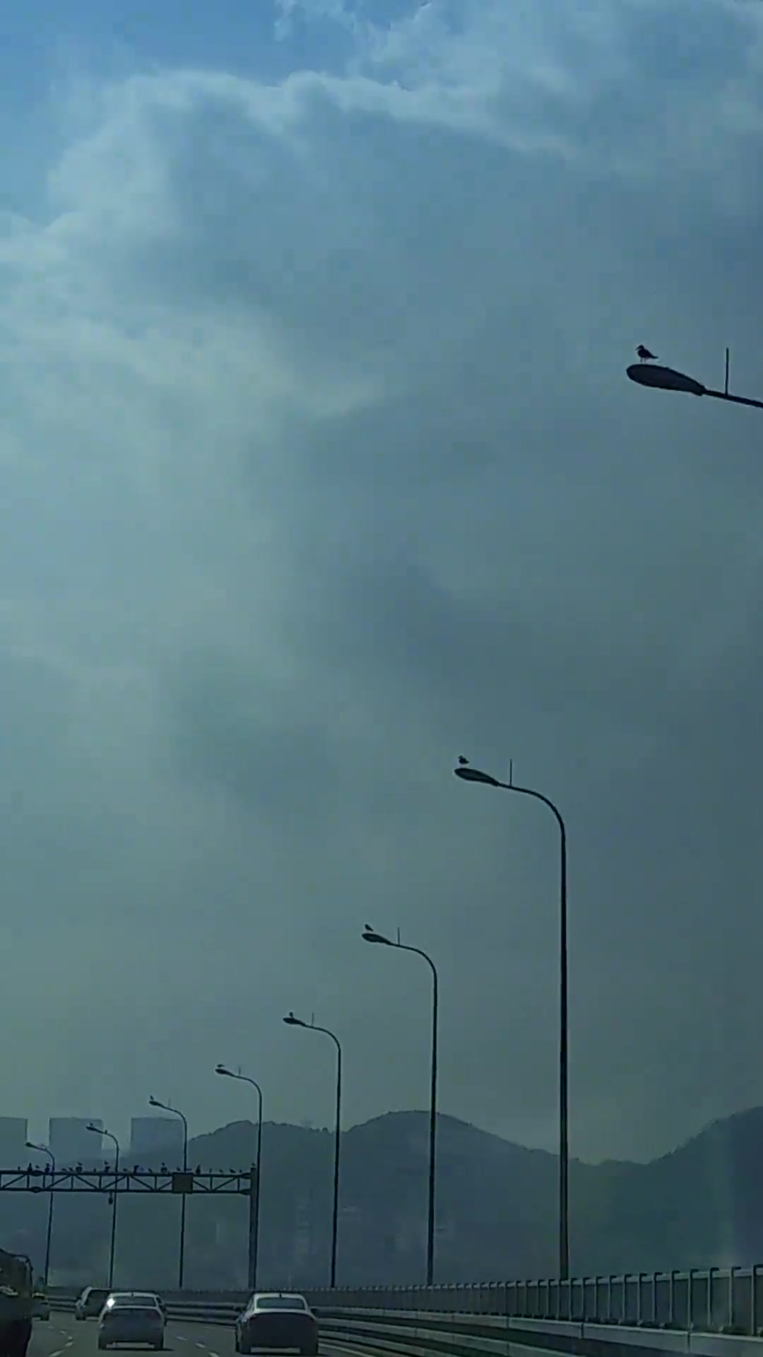 星海湾大桥的海鸥都军训过吗太整齐了，列队欢迎啊