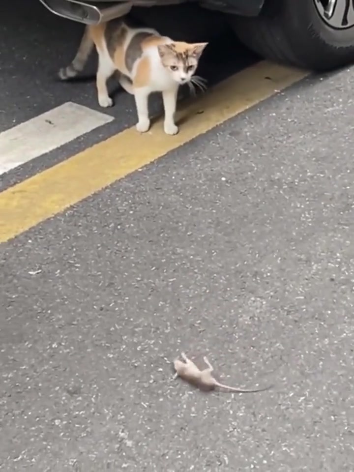 猫我不吃醉鼠，我也怕晕