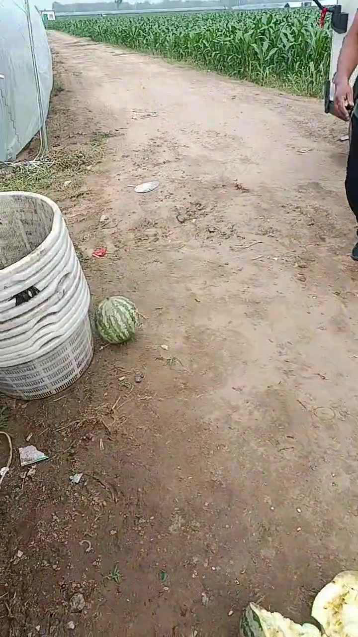 这土不行啊，这么硬怎么种瓜