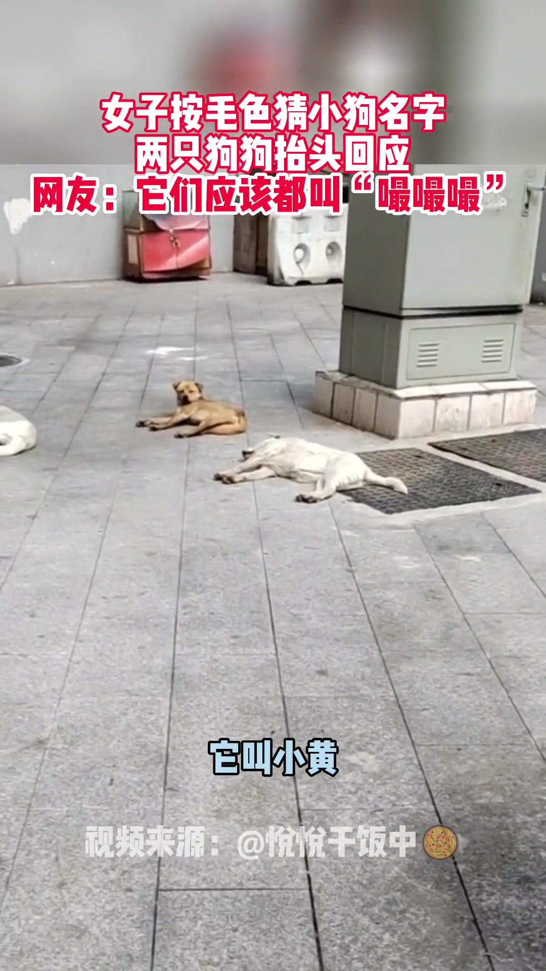 女子按颜色猜狗子名字，两只狗狗抬头回应