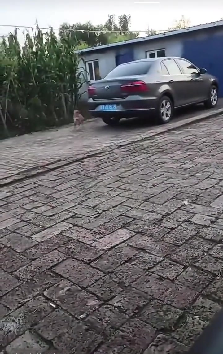 为了掩饰尴尬赶快跑过去喝水