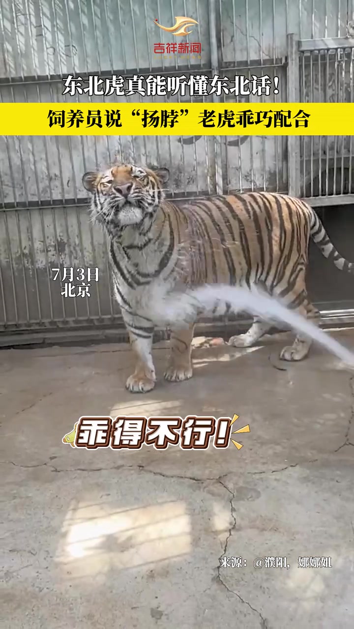 原来老虎真听的懂的东北话啊！！