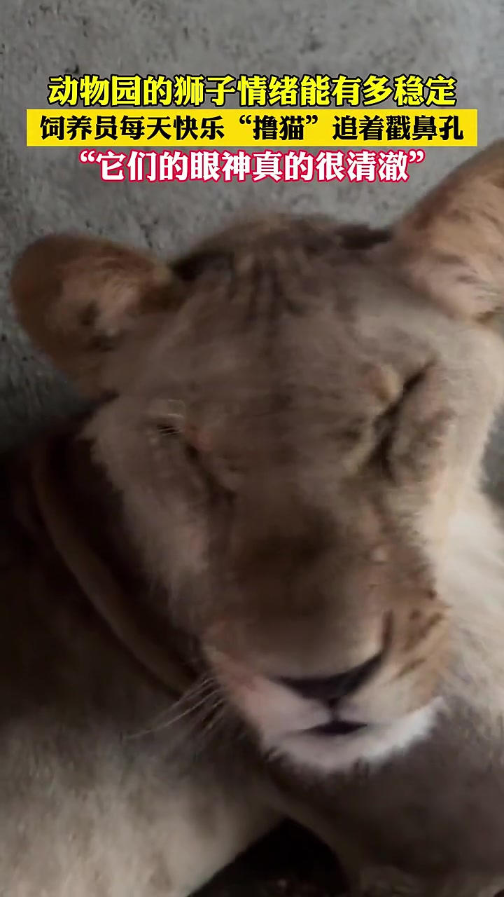 这狮子也太可爱了，活脱脱的一个大猫