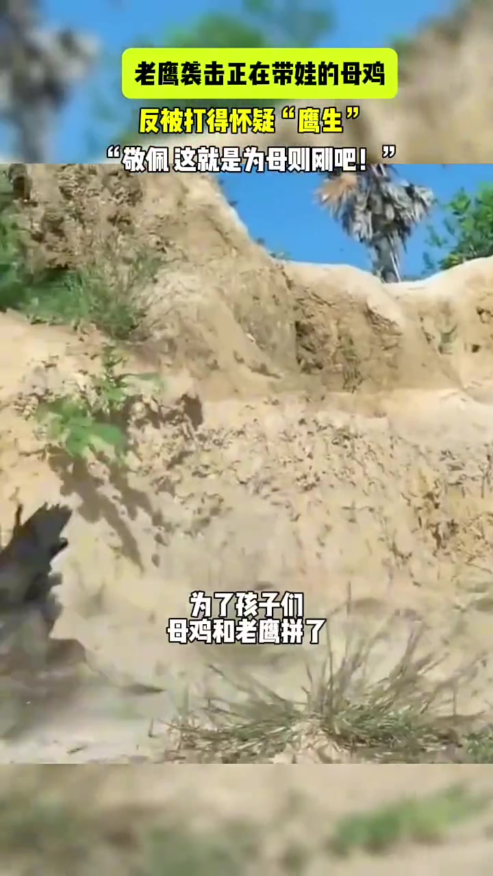 鹰：不应该啊，你这么猛的吗