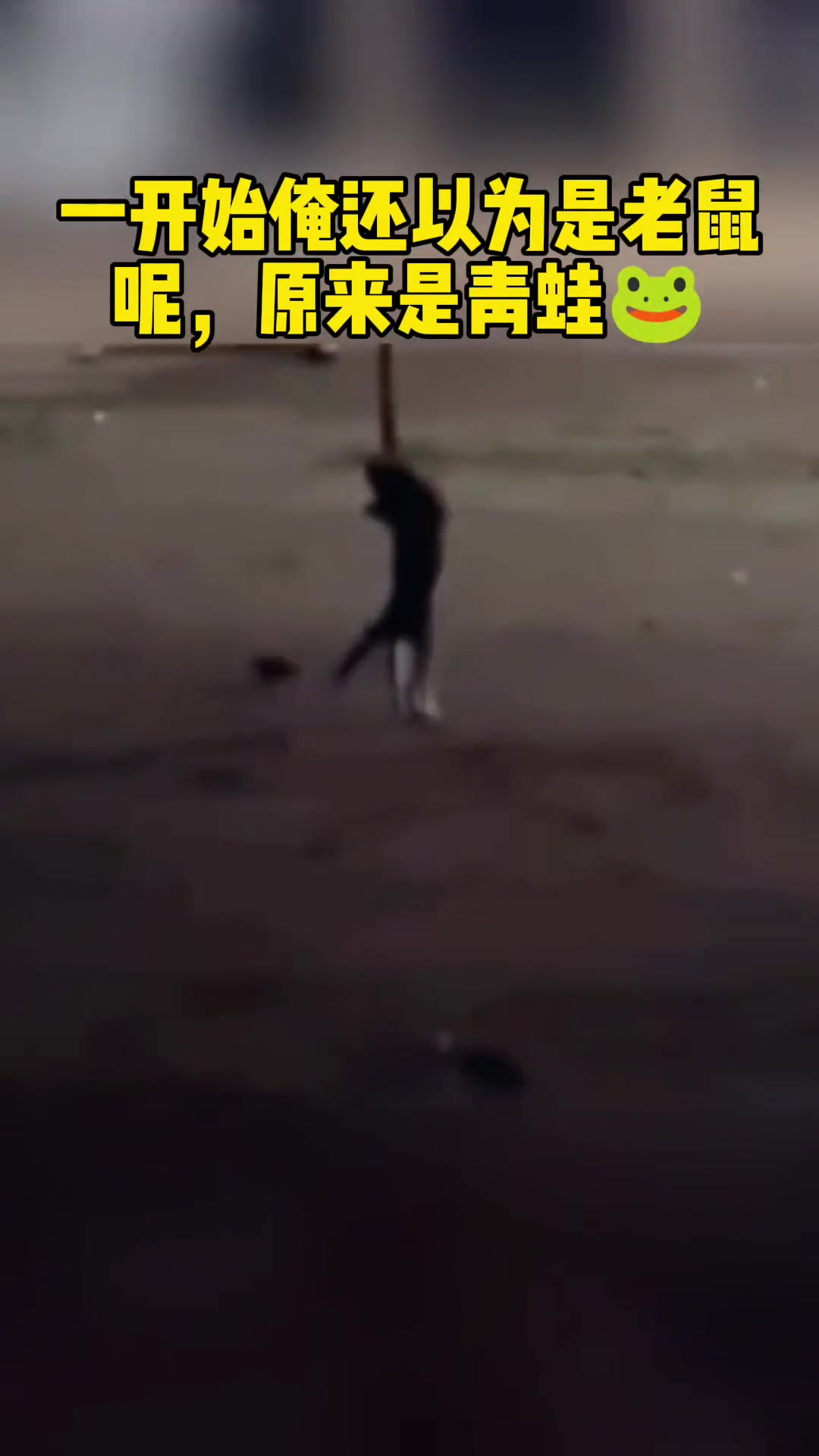 不知道的我还以为是青蛙呢！！