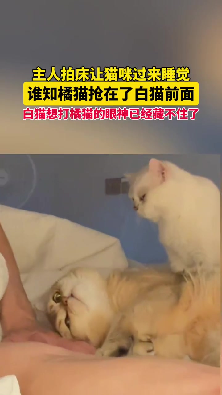 主人拍床叫猫咪过来睡觉，谁知另一只猫直接争宠