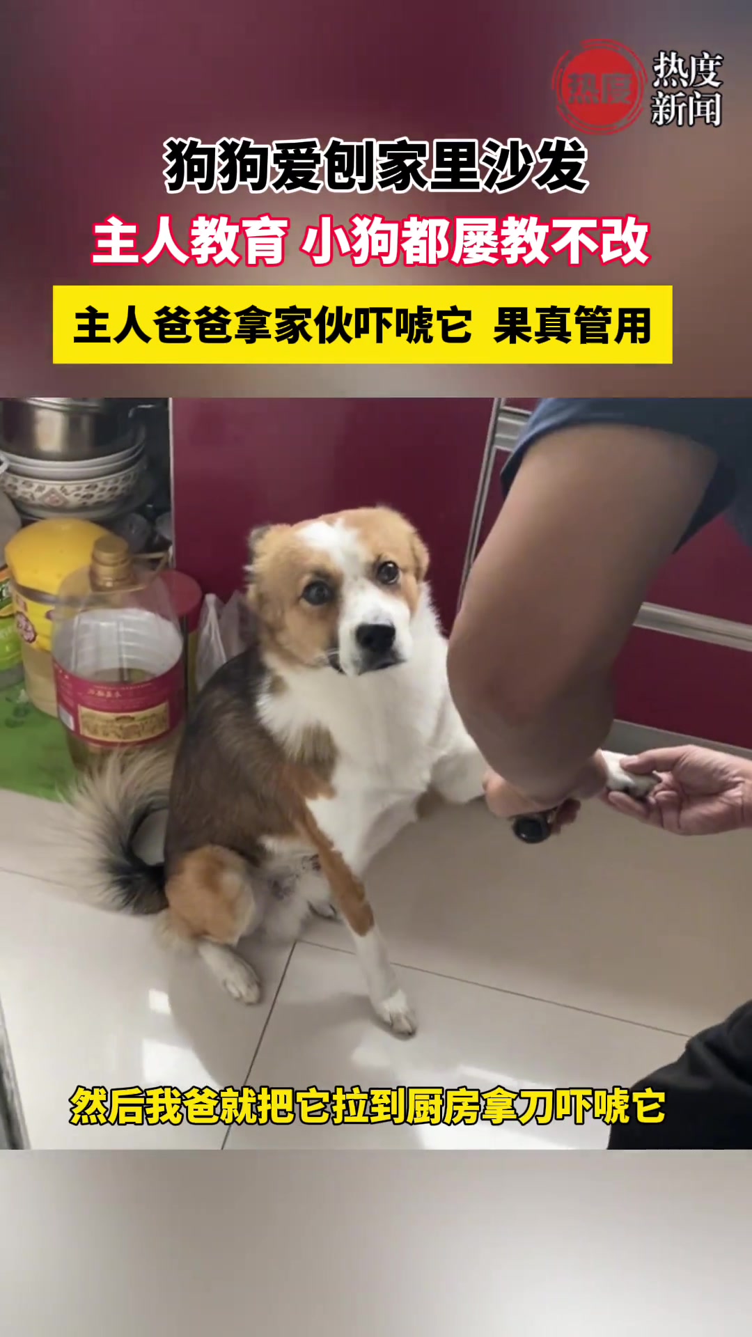 狗子破坏沙发，主人拿真家伙吓唬他，挺管用