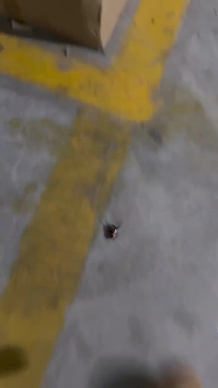 蟑螂：贼子休走！