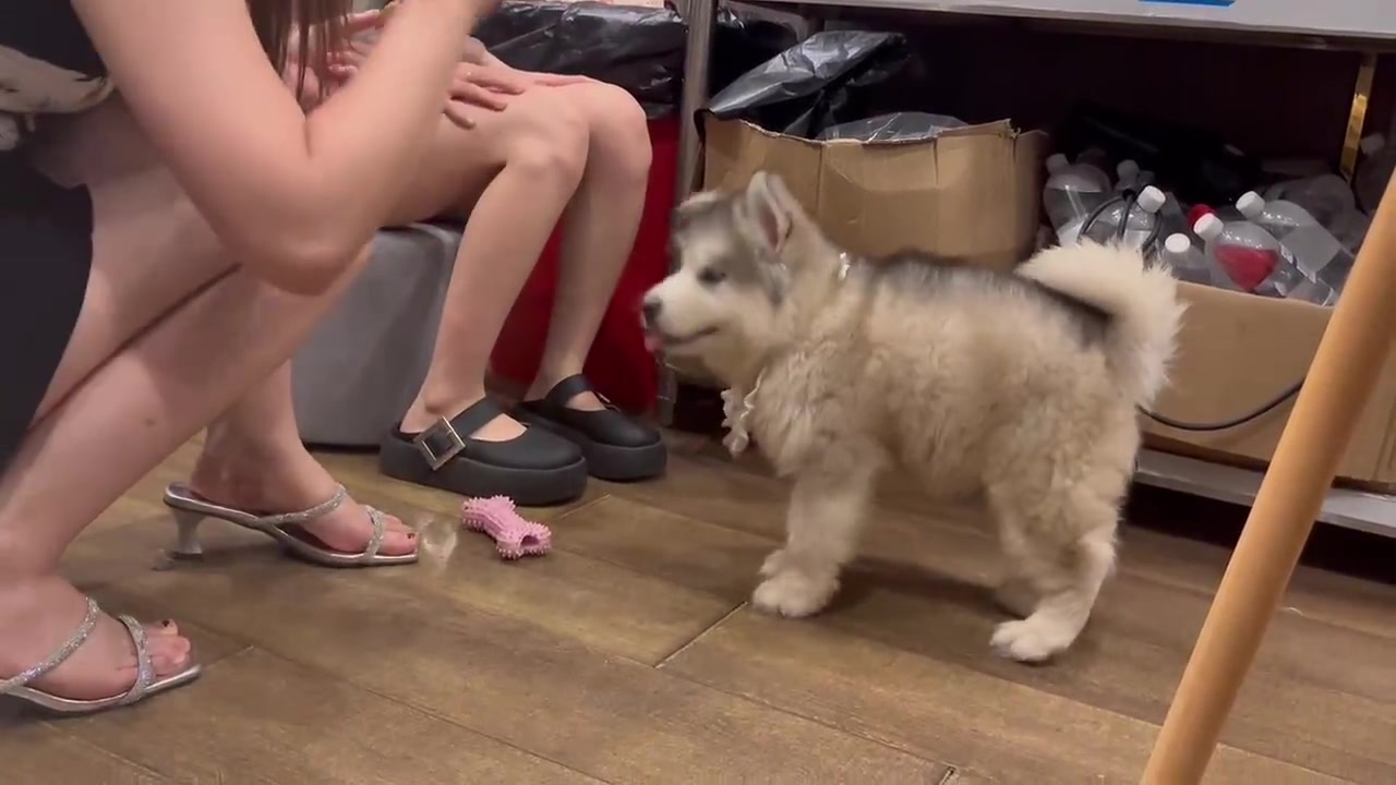 狗子是不是只听小姐姐的话啊