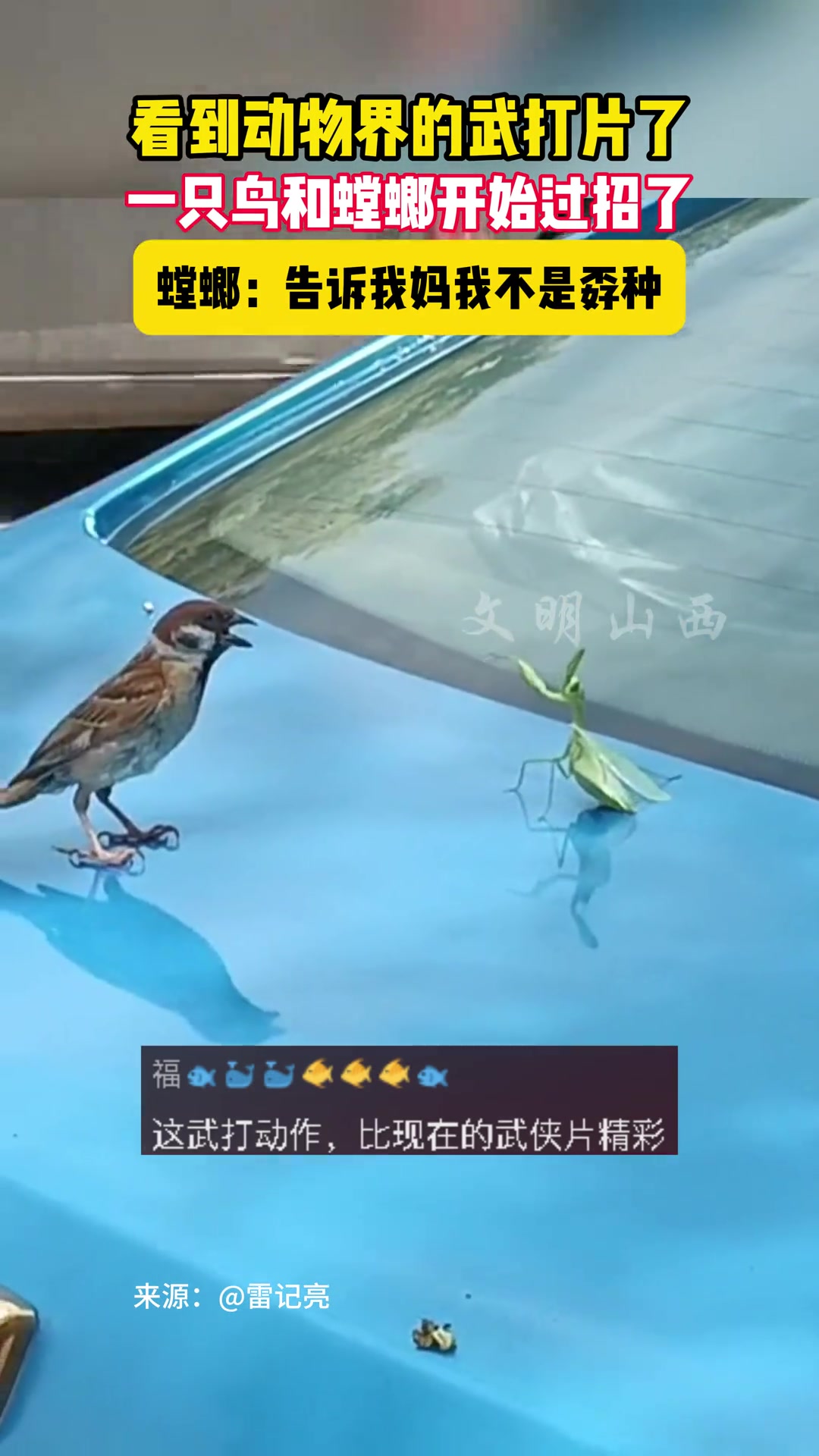 动物界的武打片，一只螳螂和鸟过起了招