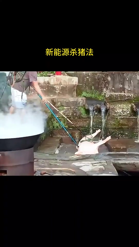 新能源杀猪法！大家觉得这会残忍吗