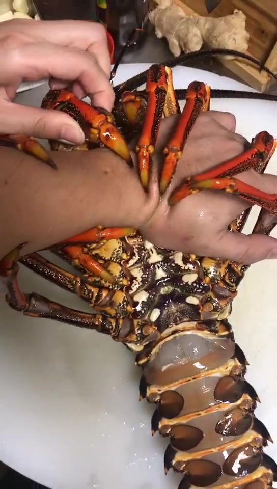 这是什么痛觉呢被澳龙绞杀！！