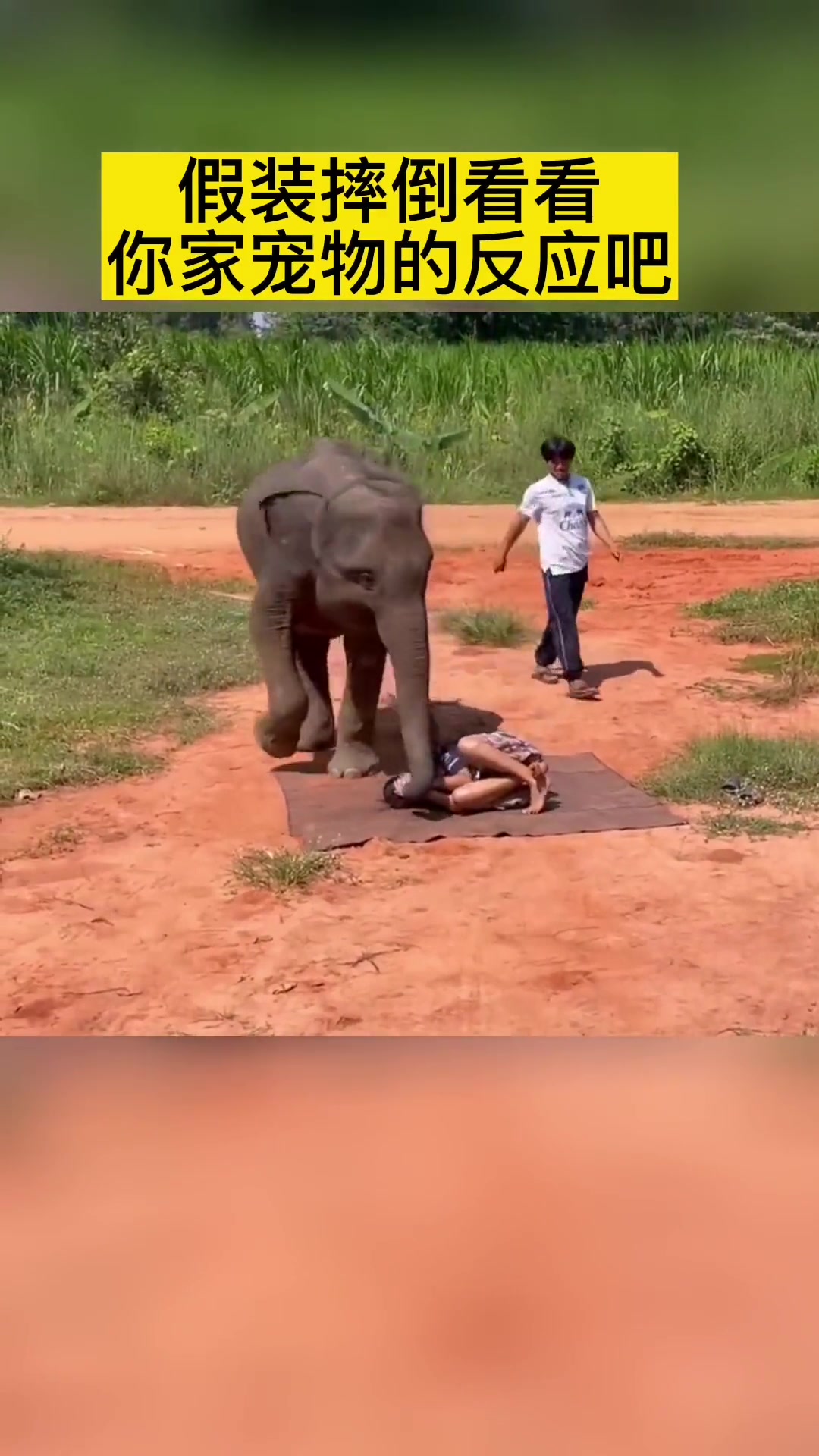 谁家宠物有一吨重啊！哦，你家有啊！