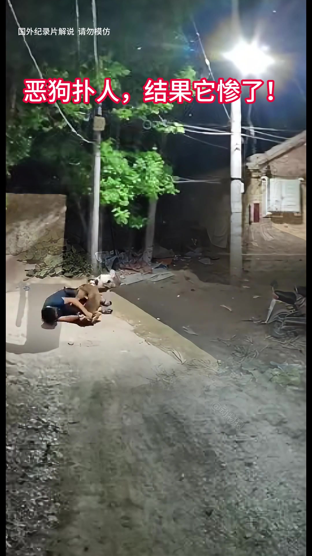 绞杀训狗高手，恶狗扑人，结果它惨了！