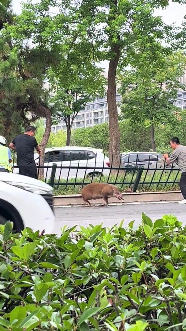 二师兄又被卡住了！