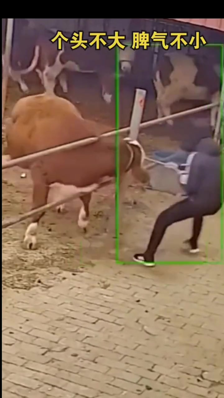 个字小小，脾气暴躁！这下老实了吧！