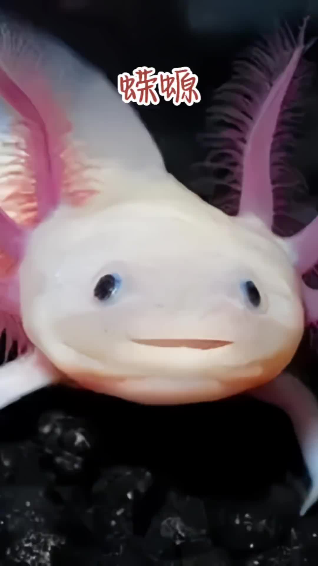 蝾螈为何拥有不死之身它对于人类研究的意义有多大