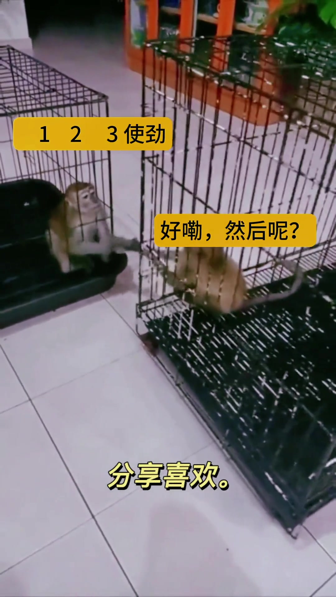 简直是天才！两只猴子的情景喜剧！