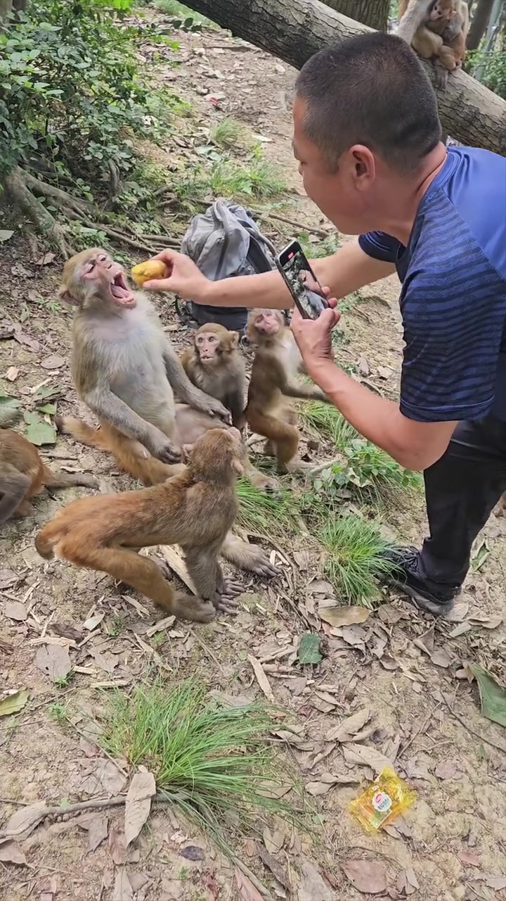 太欺负猴了，这是哪的猴，竟然没生气！