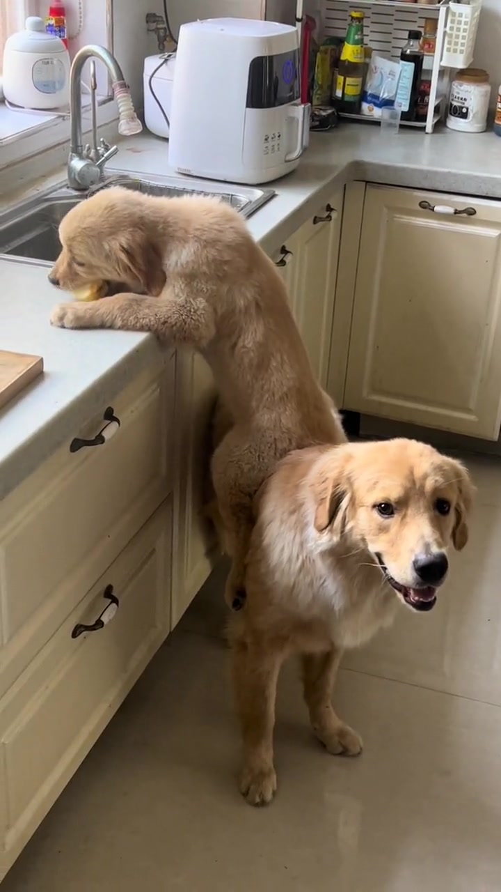 第一眼：双头狗！第二眼：狗坐着狗！