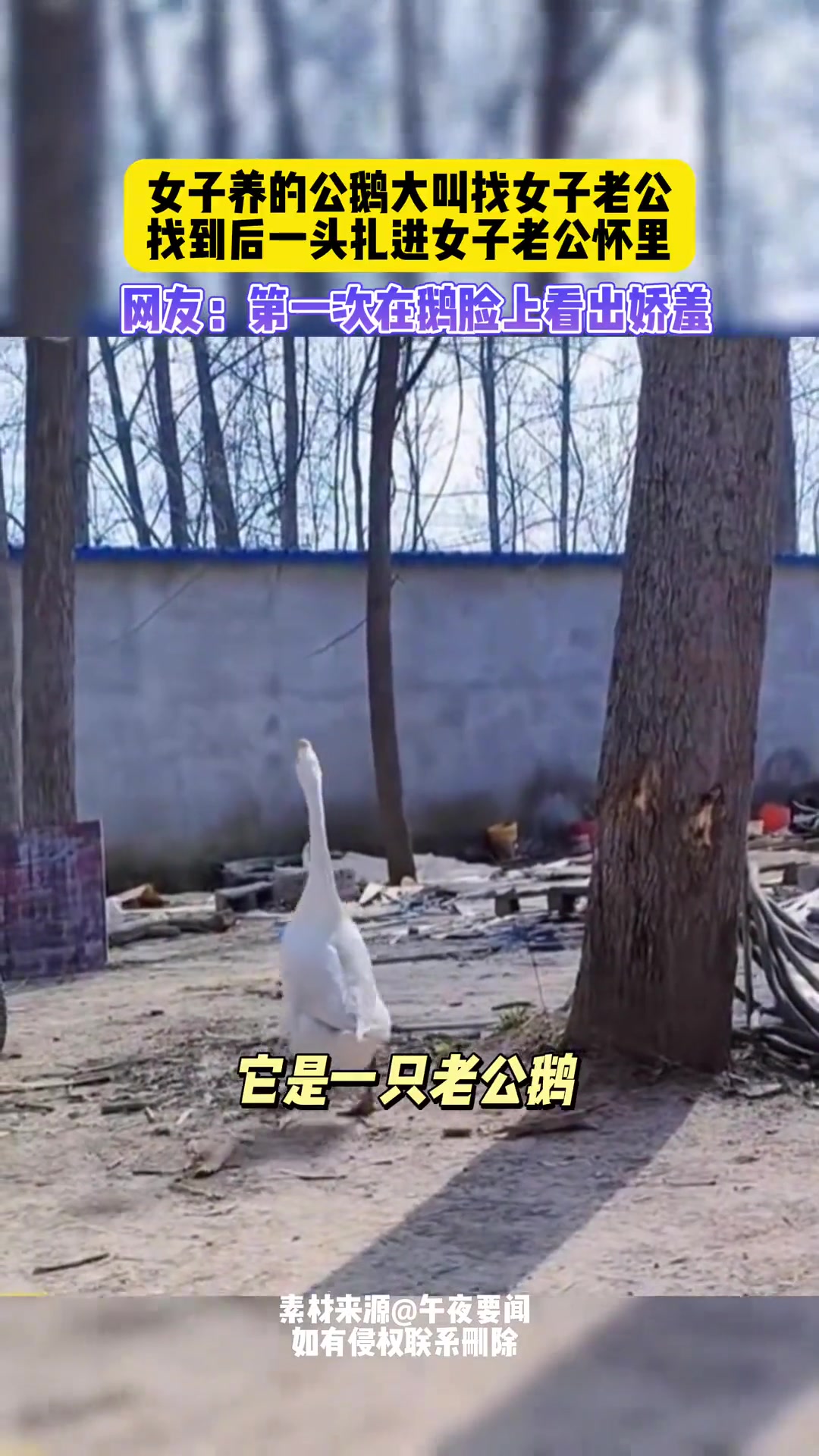 感觉下一秒就会出现原配炖小三的戏码！