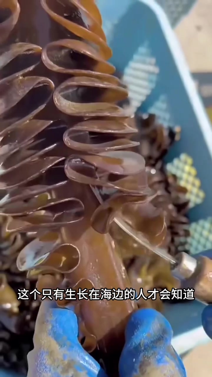 有无海边的网友说下，海带真的是这样的吗