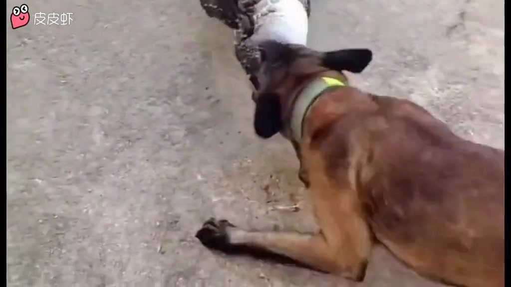 鳄鱼反手就控住了狗头，要不是有打野在狗头怕是已经牺牲了