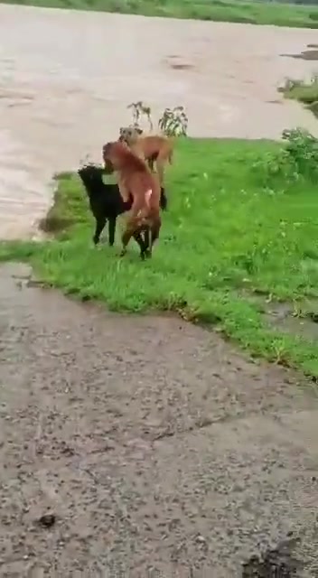 太狠了这狗子，直接漂洋过海就为了骑上黑狗