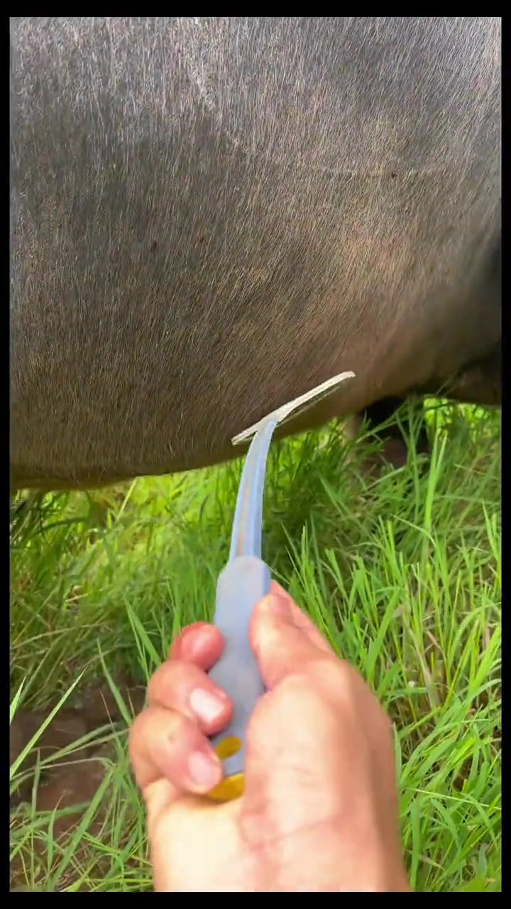牛虻，吃草都不安心，农村水牛