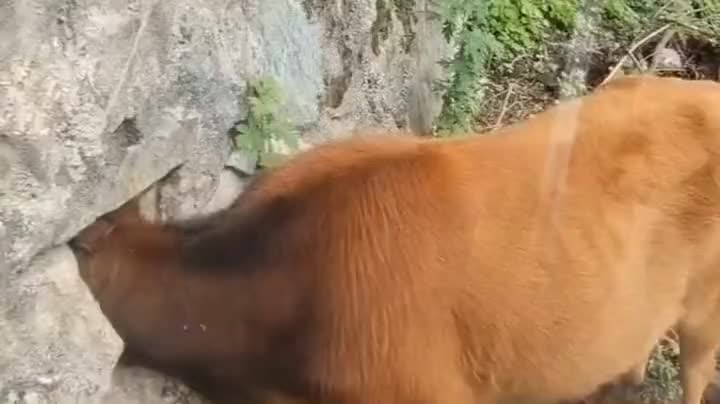 这怎么把头塞进去的真的很想知道答案