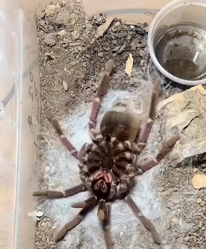 也是只讲究的蜘蛛，先给自己弄个舒服的床