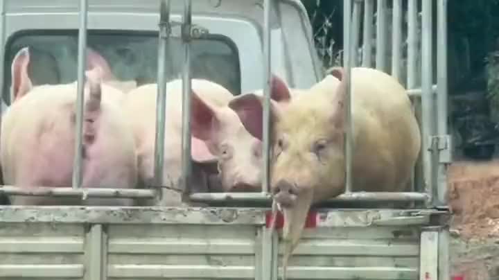 猪猪我呀，也是晕车了呢