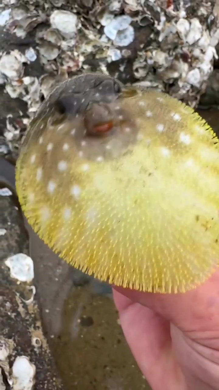 河豚不幸被捕捞，骂的可难听了