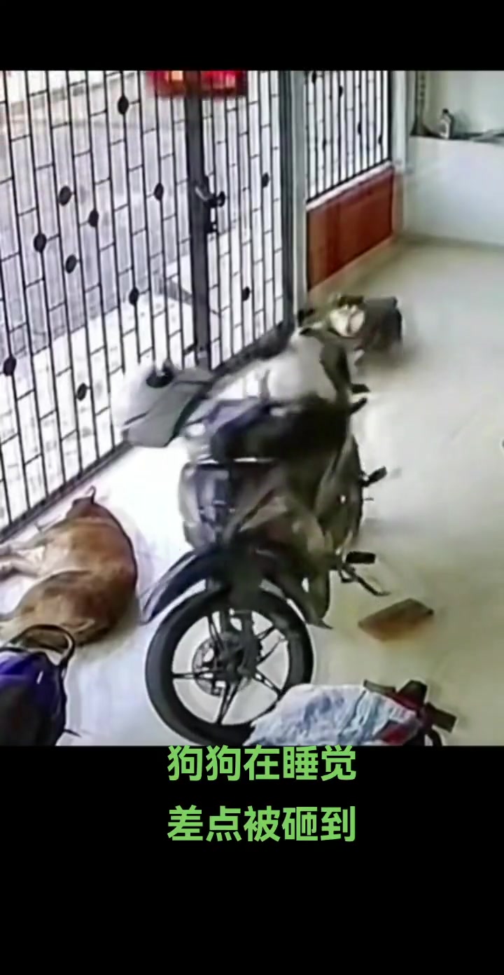 有猫的时候，危险无处不在，差点给狗子送走了