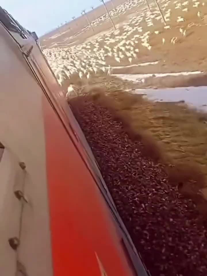 全是羊！这碾过去要损失多少真的不敢想