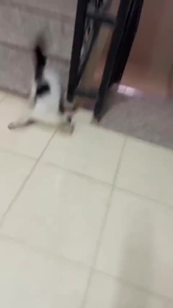 猫和老鼠诚不欺我！猫真的是这样跑的！