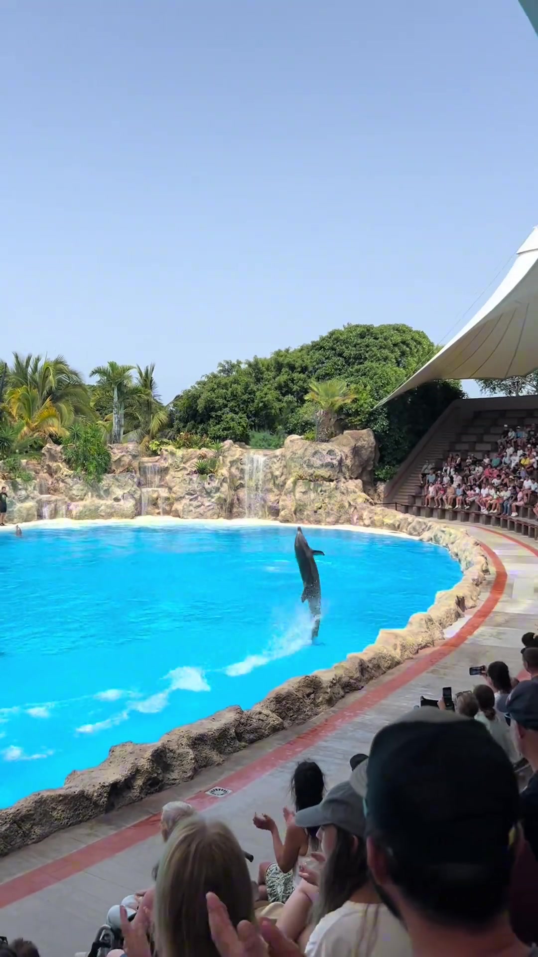 拒绝动物表演，拒绝不了动物硬要表演