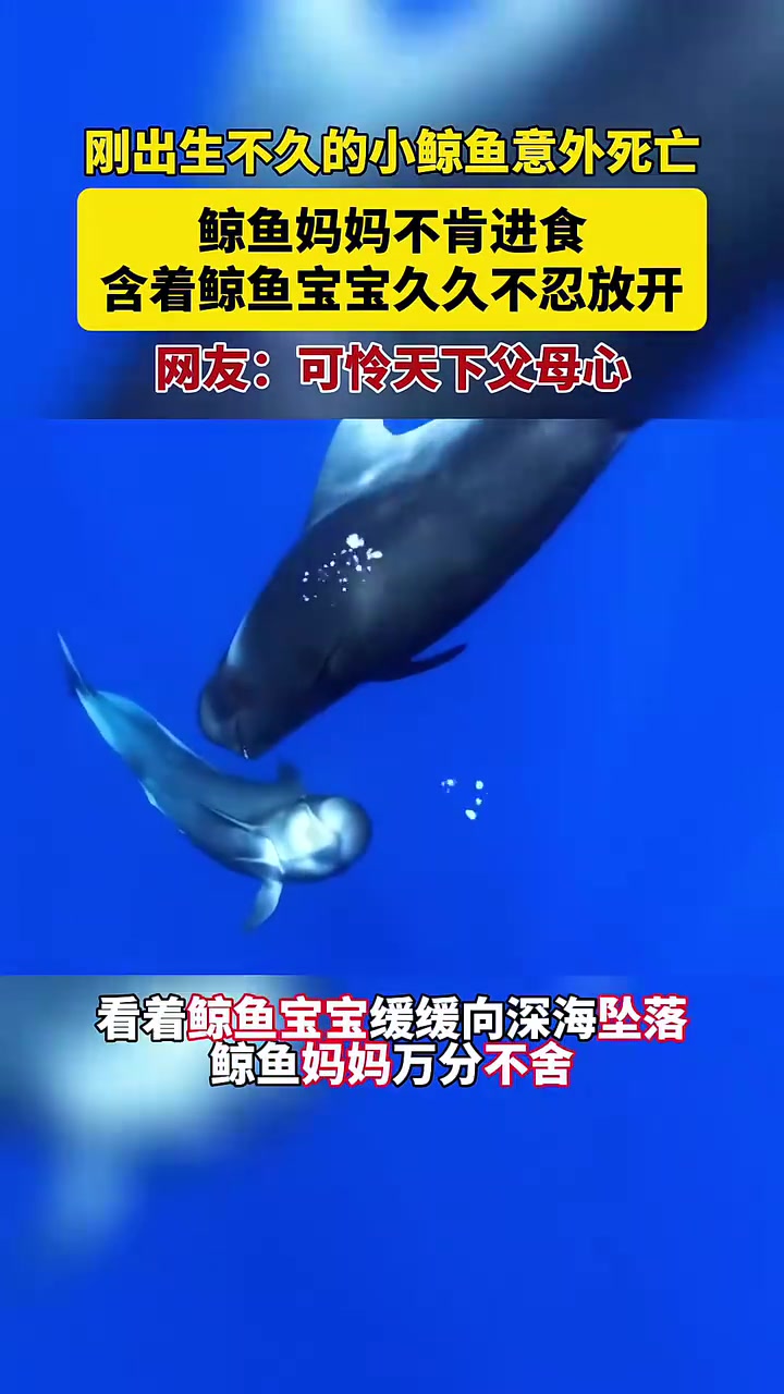 刚出生不久的小鲸鱼意外身亡，鲸鱼妈妈含着鲸鱼宝宝久久不忍放开