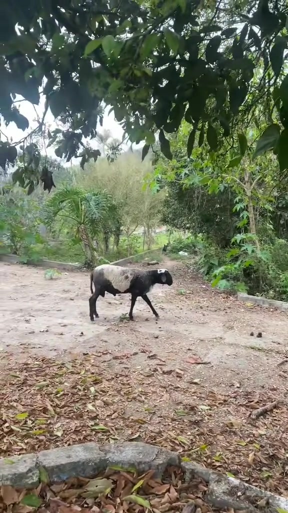 第一次看见猪羊打架的！