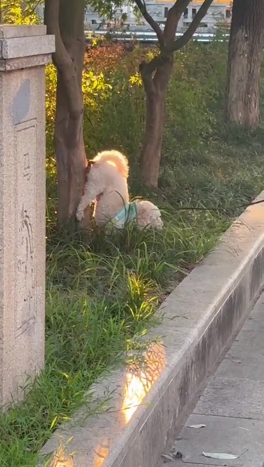 原来真有倒立上厕所的啊