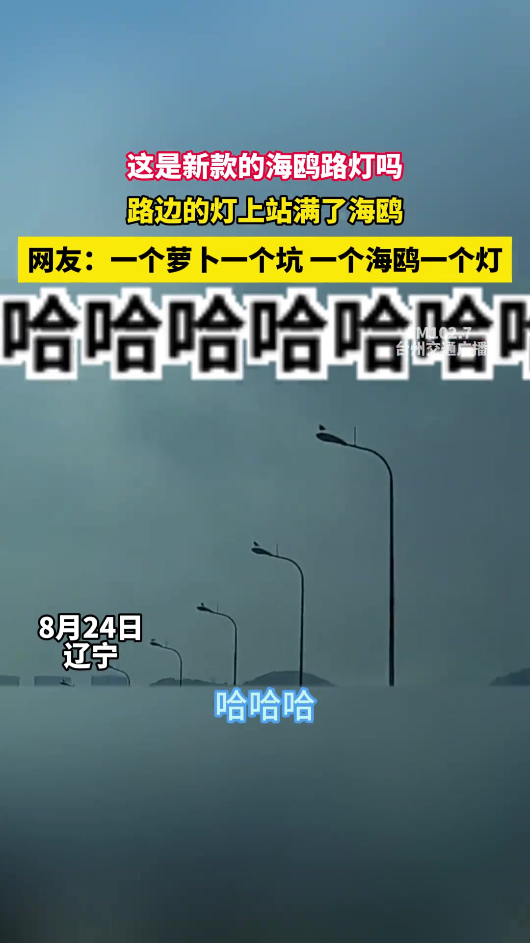 这是新款的海鸥路灯吗，路边的灯上站满了海鸥！