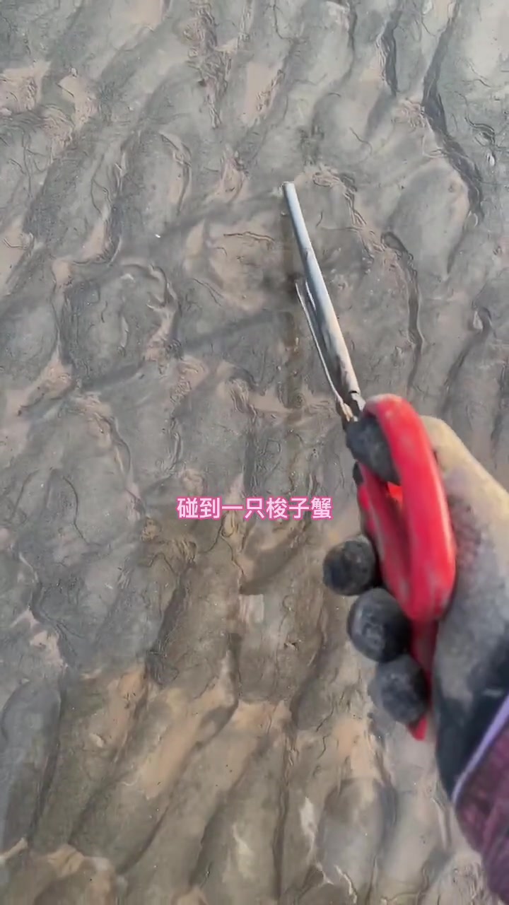 根本看不出来！你怎么知道那里有螃蟹的