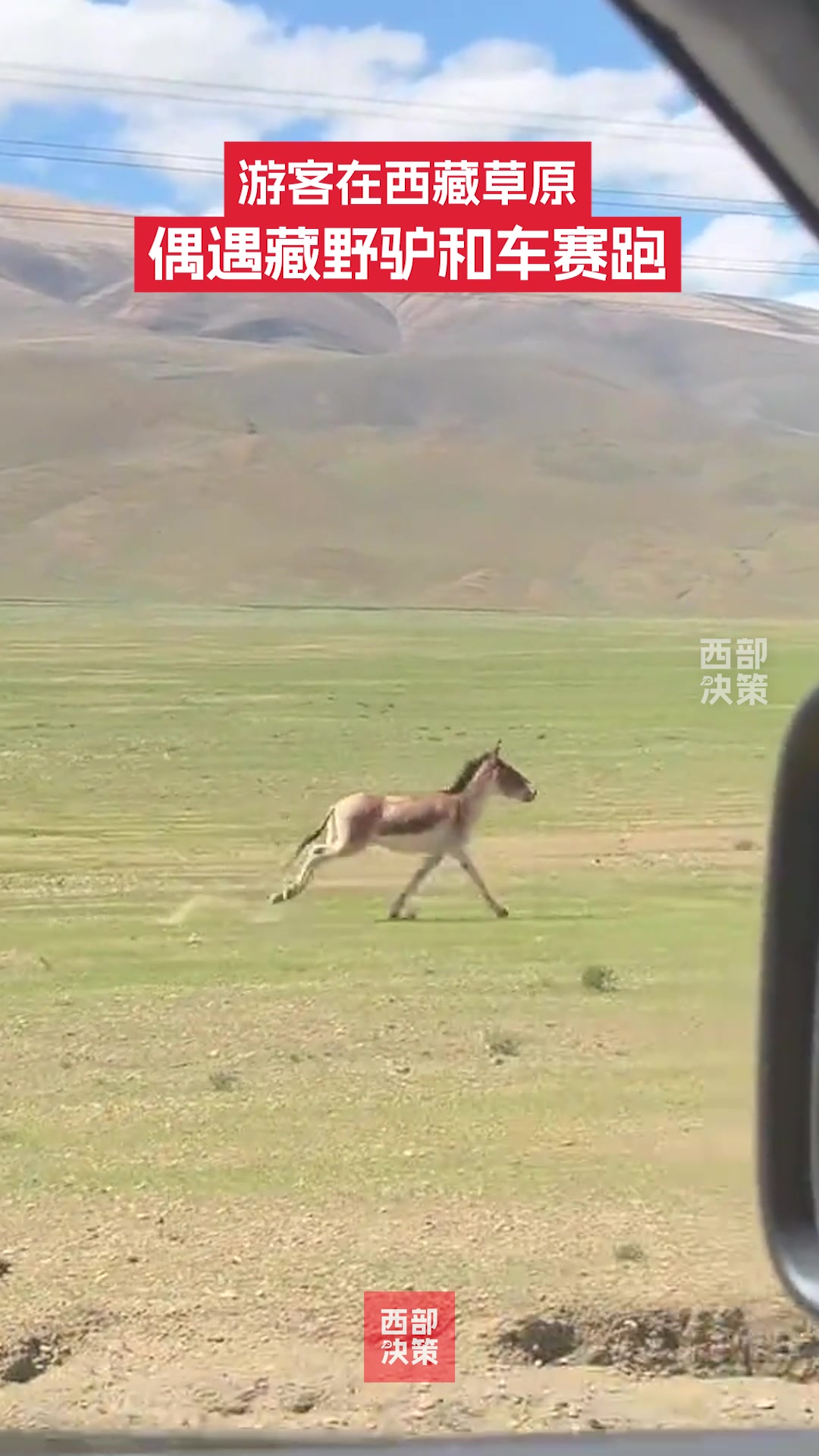 游客在草原上遇到野驴和车赛跑