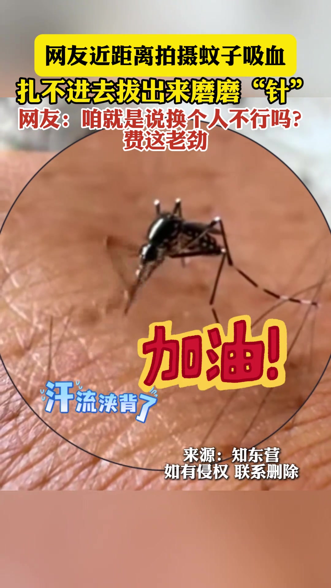 网友近距离拍摄蚊子吸血，扎不进去还磨磨“针”